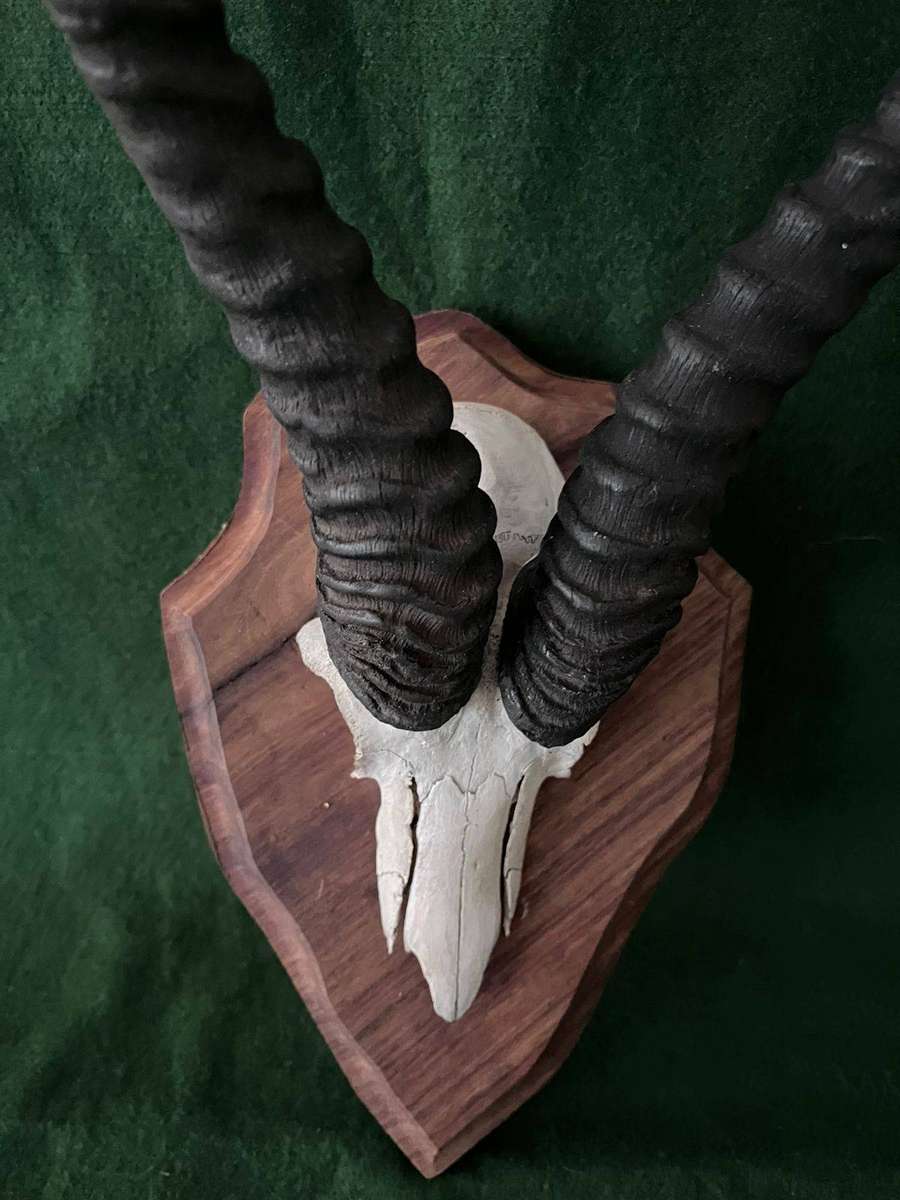 Springbok Skull Mounted Trophy Head - good condition