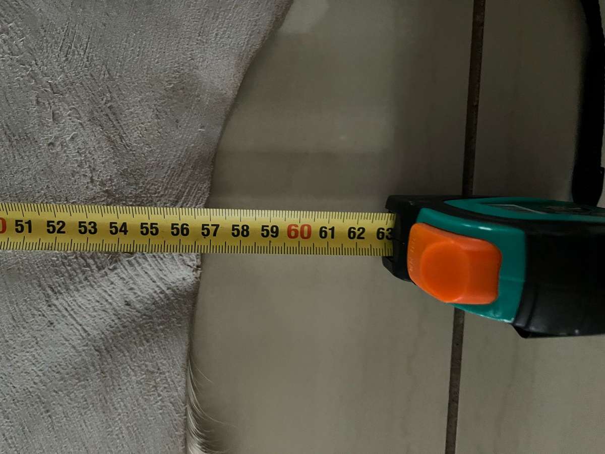 Springbok skin - excellent condition : size 60cm x 89cm