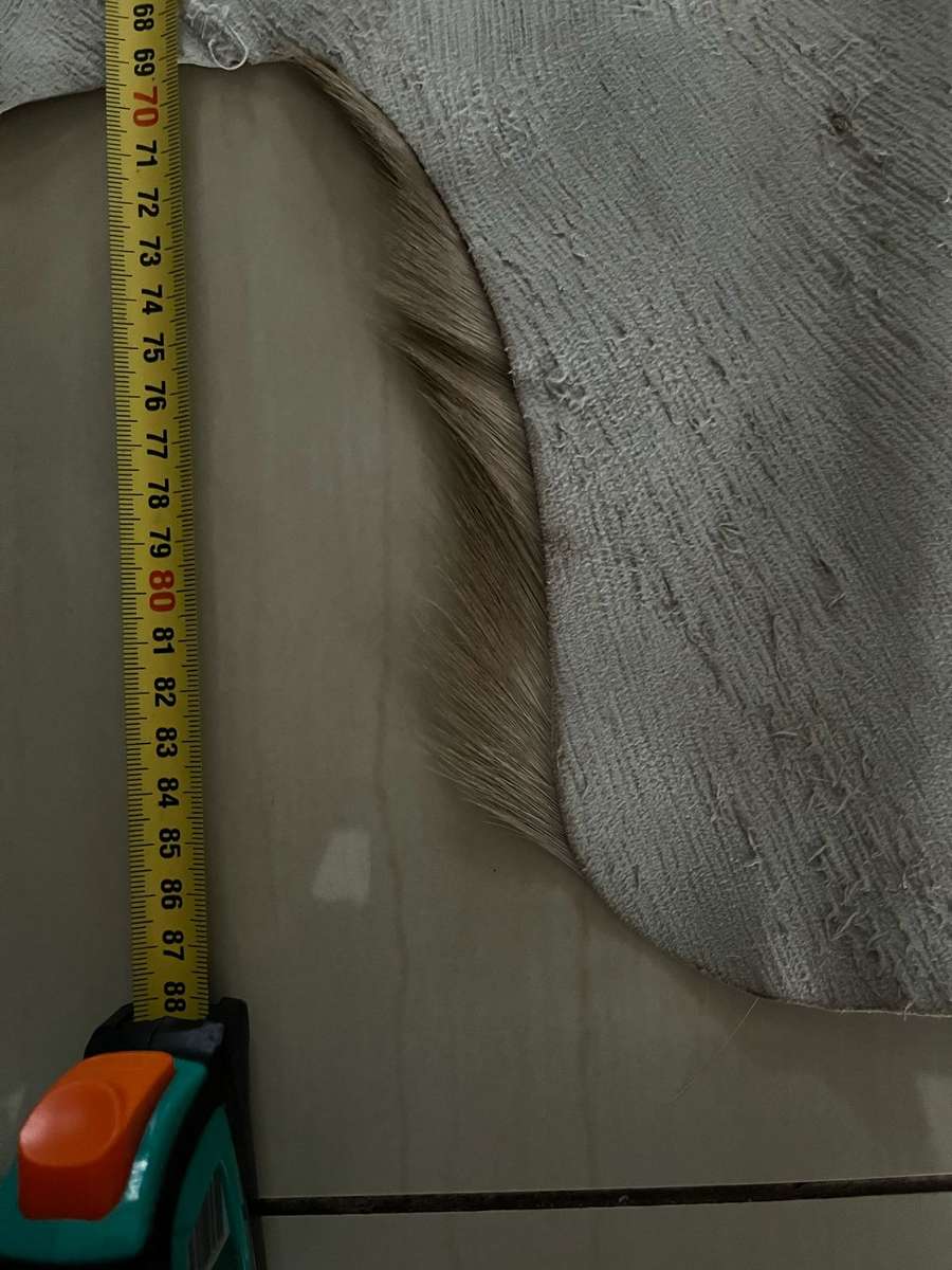 Springbok skin - excellent condition : size 60cm x 89cm