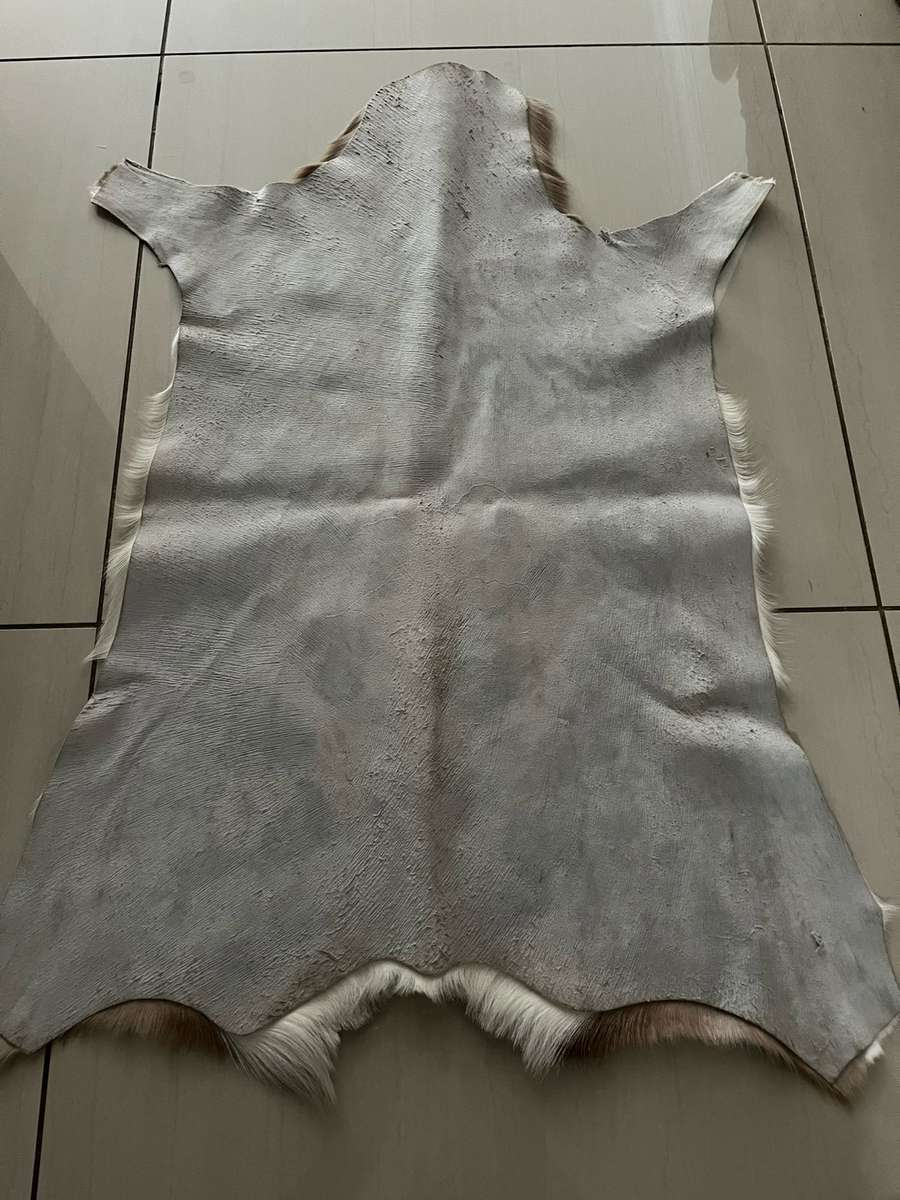 Springbok skin - excellent condition : size 60cm x 89cm