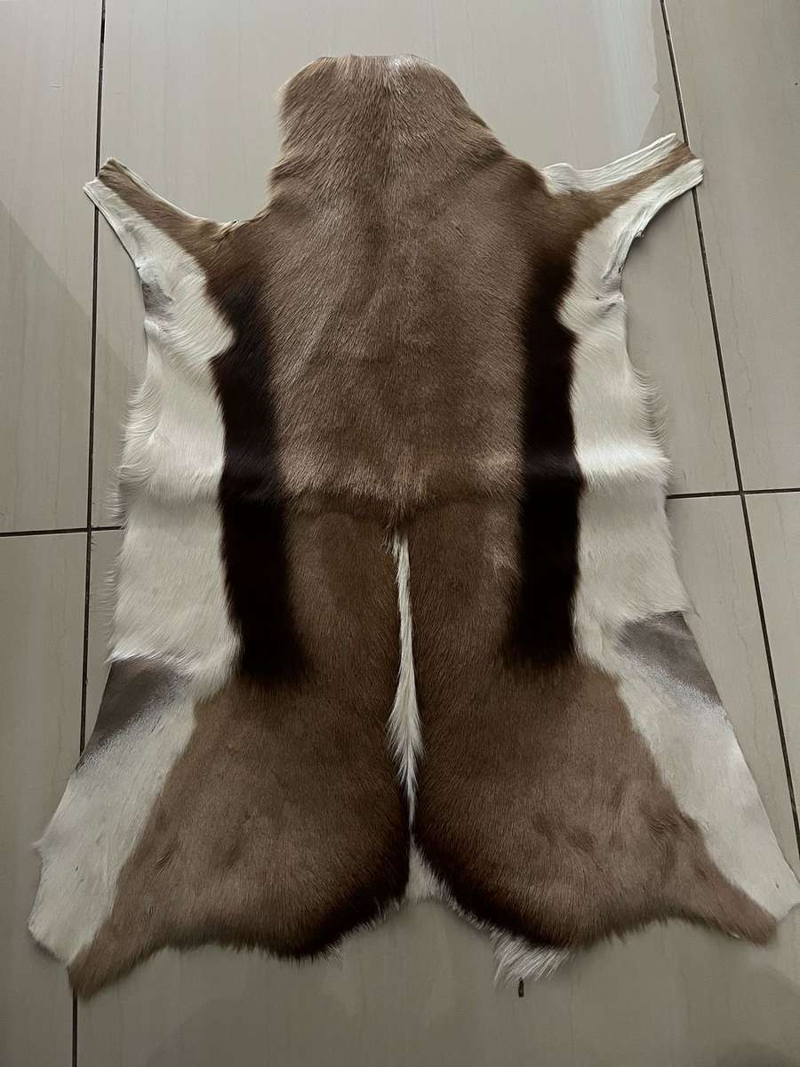 Springbok skin - excellent condition : size 60cm x 89cm