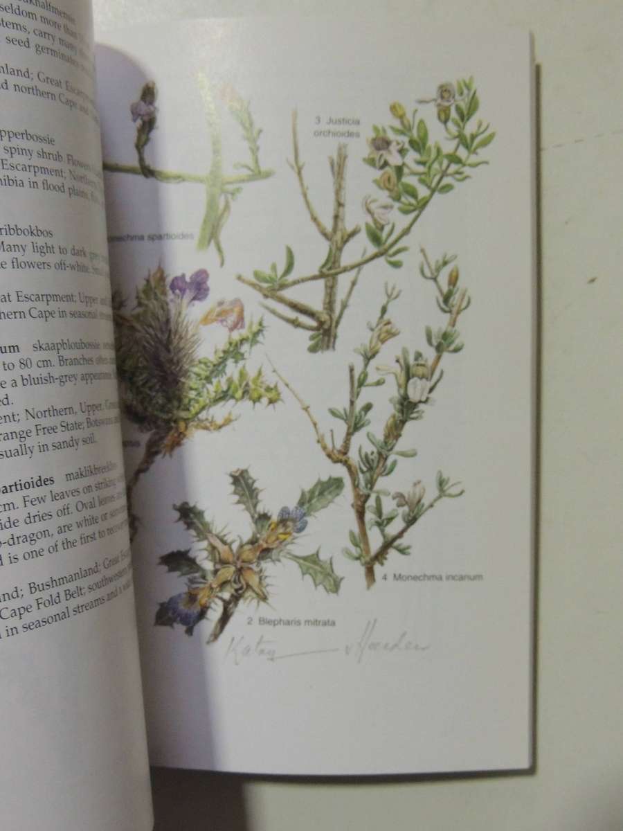 South African Wild Flower Guide 6: Karoo - David Shearing