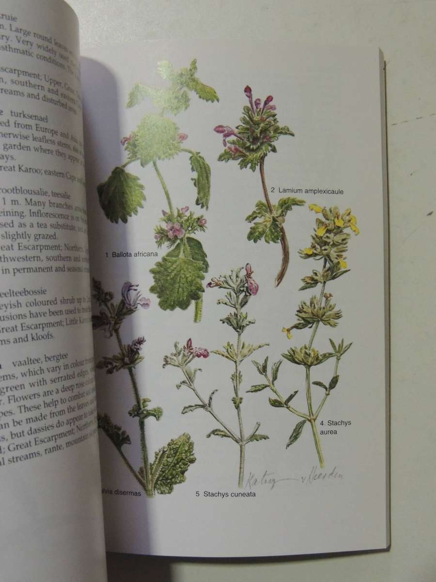 South African Wild Flower Guide 6: Karoo - David Shearing