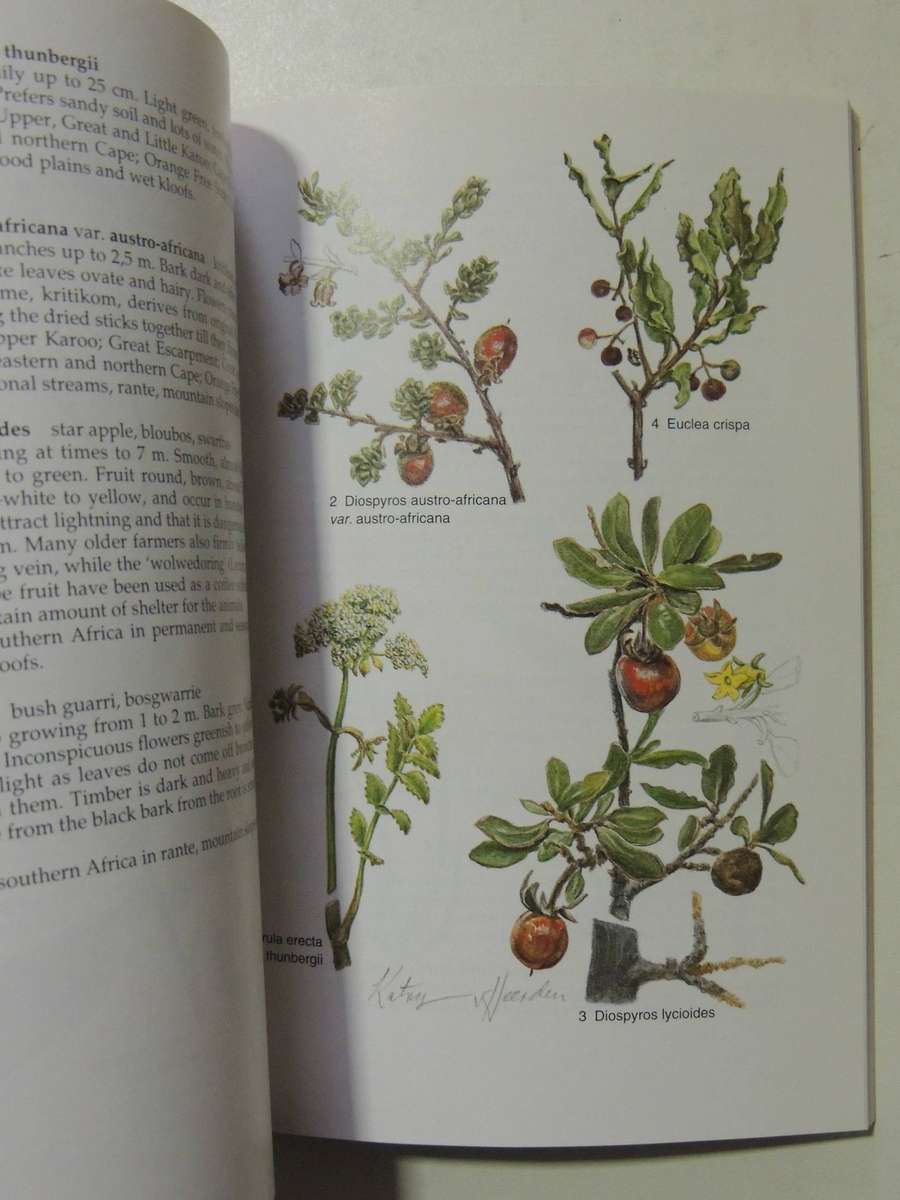 South African Wild Flower Guide 6: Karoo - David Shearing