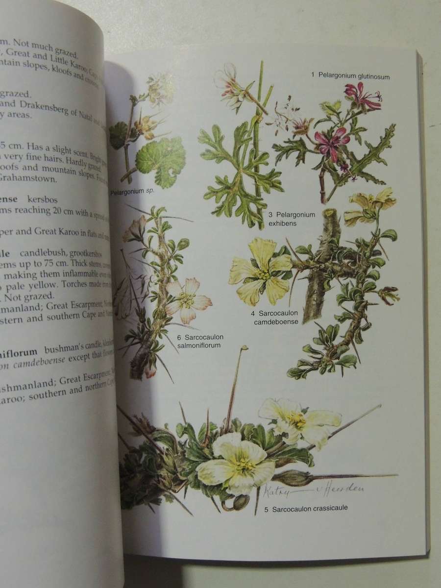 South African Wild Flower Guide 6: Karoo - David Shearing