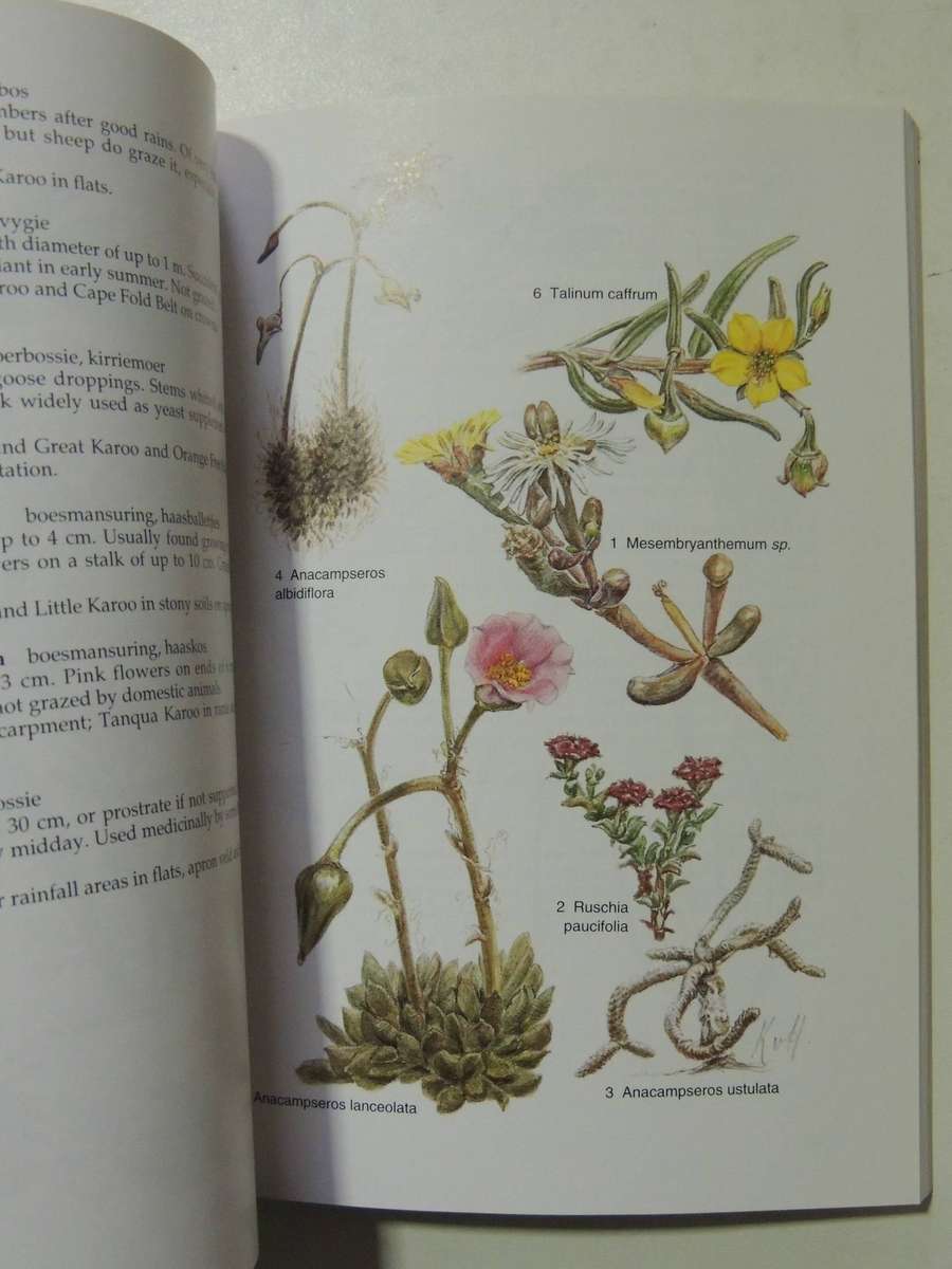 South African Wild Flower Guide 6: Karoo - David Shearing