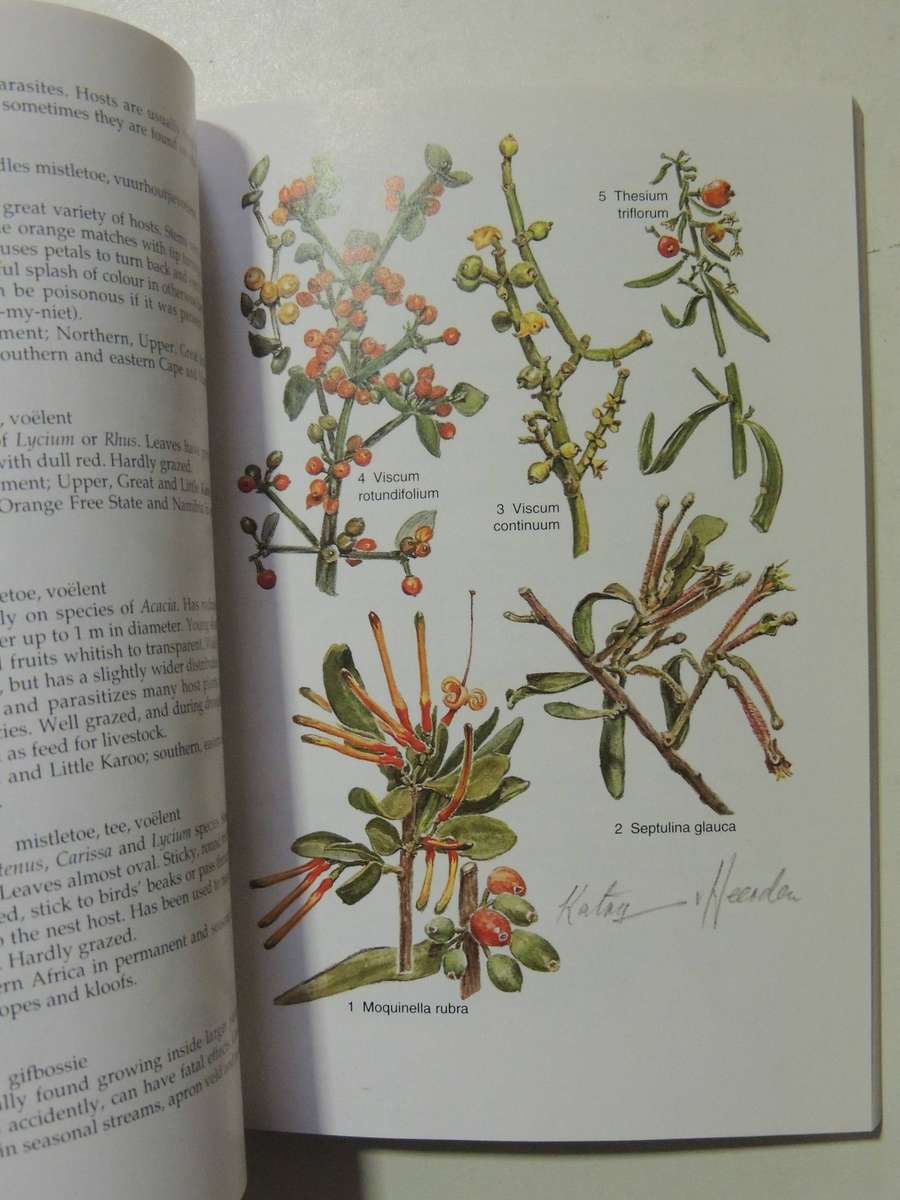 South African Wild Flower Guide 6: Karoo - David Shearing