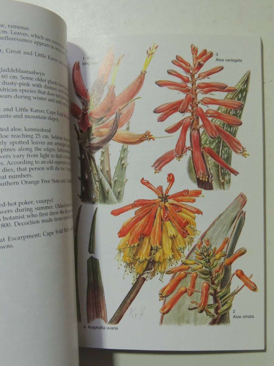 South African Wild Flower Guide 6: Karoo - David Shearing