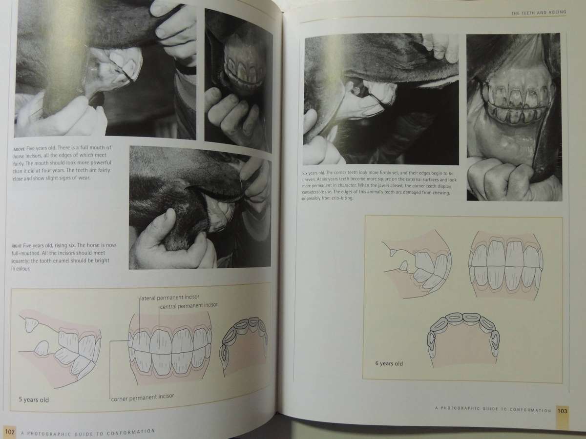 A Photographic Guide To Conformation- Robert Oliver