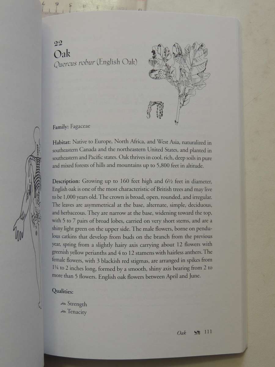 Bach Flower Massage - Daniele Lo Rito, M.D.