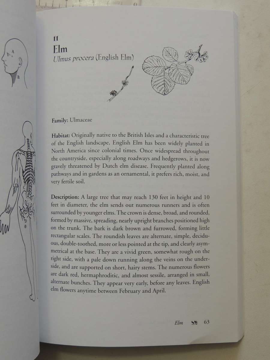 Bach Flower Massage - Daniele Lo Rito, M.D.