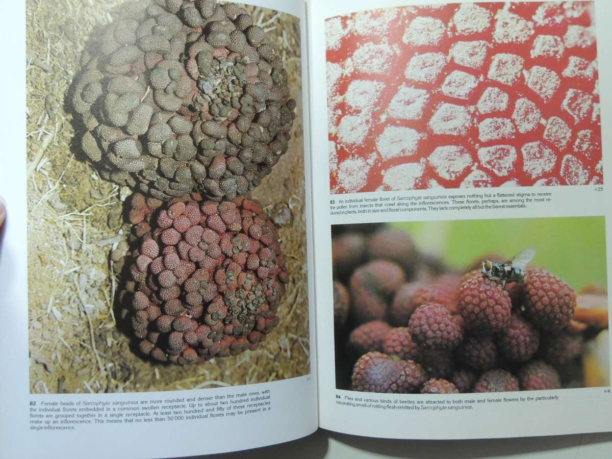 South African Parasitic Flowering Plants - Johann Visser