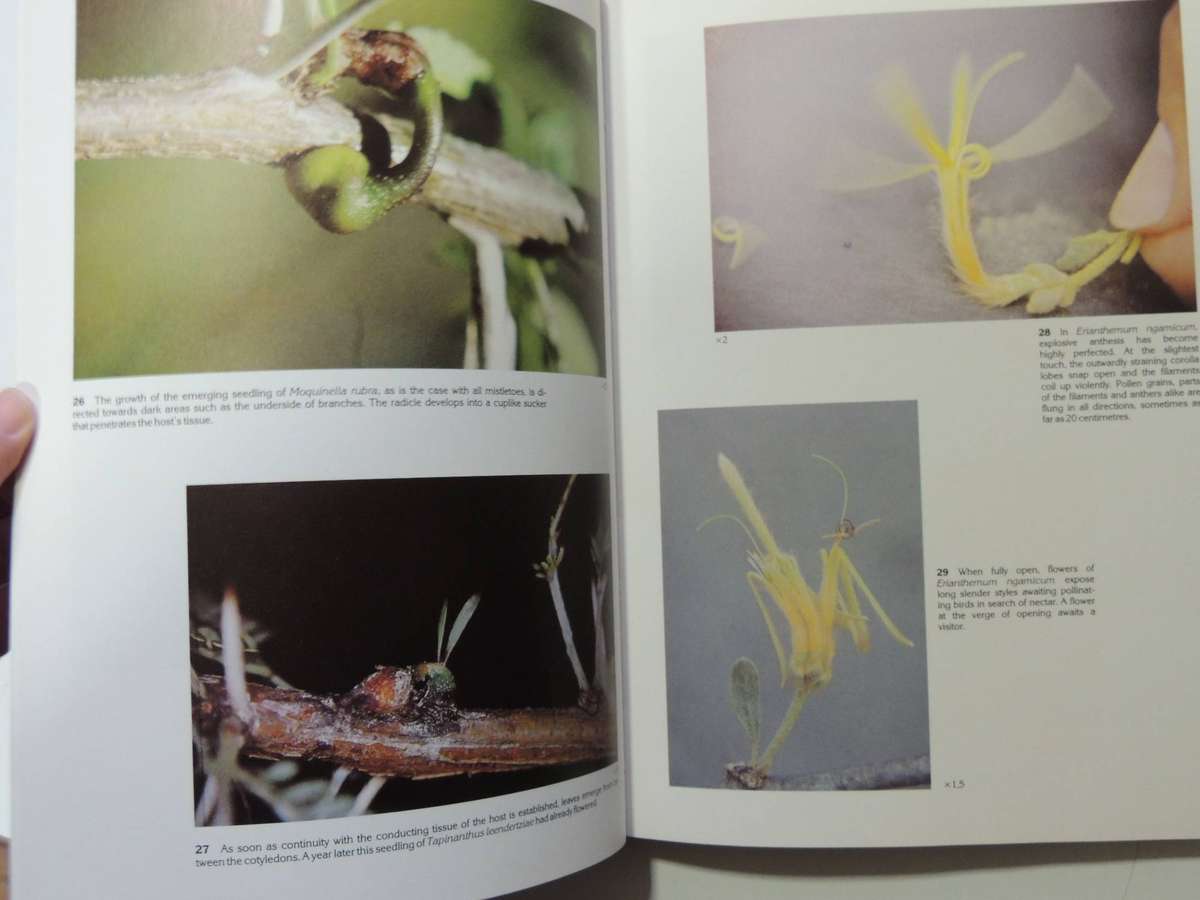 South African Parasitic Flowering Plants - Johann Visser