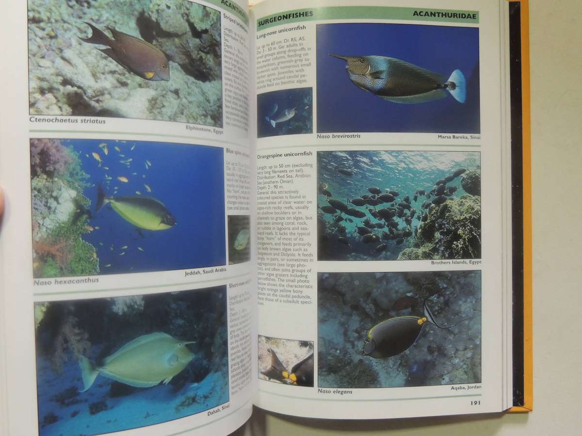 Red Sea Reef Guide (3rd Revised Edition) - Helmut Debelius