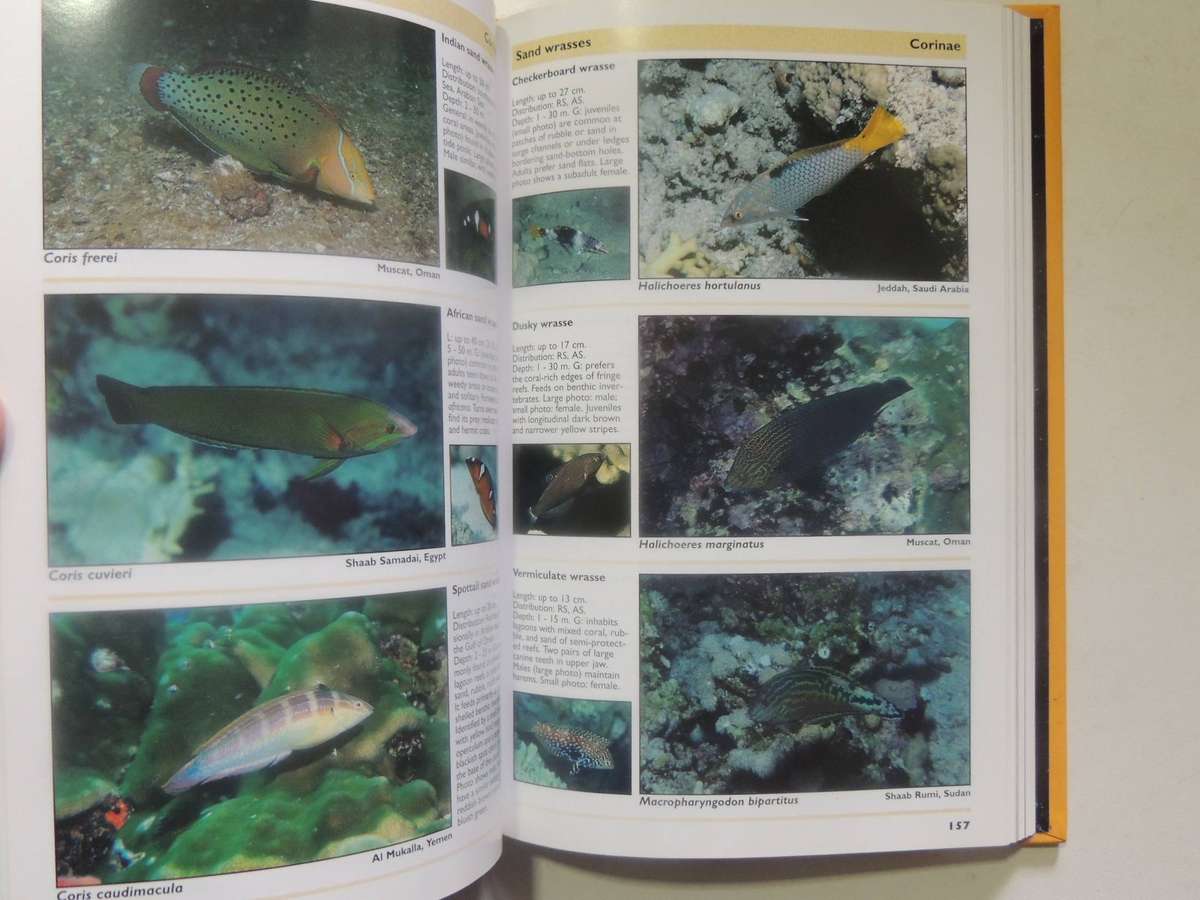 Red Sea Reef Guide (3rd Revised Edition) - Helmut Debelius
