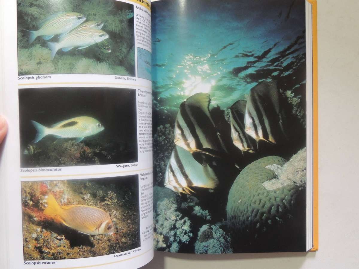 Red Sea Reef Guide (3rd Revised Edition) - Helmut Debelius