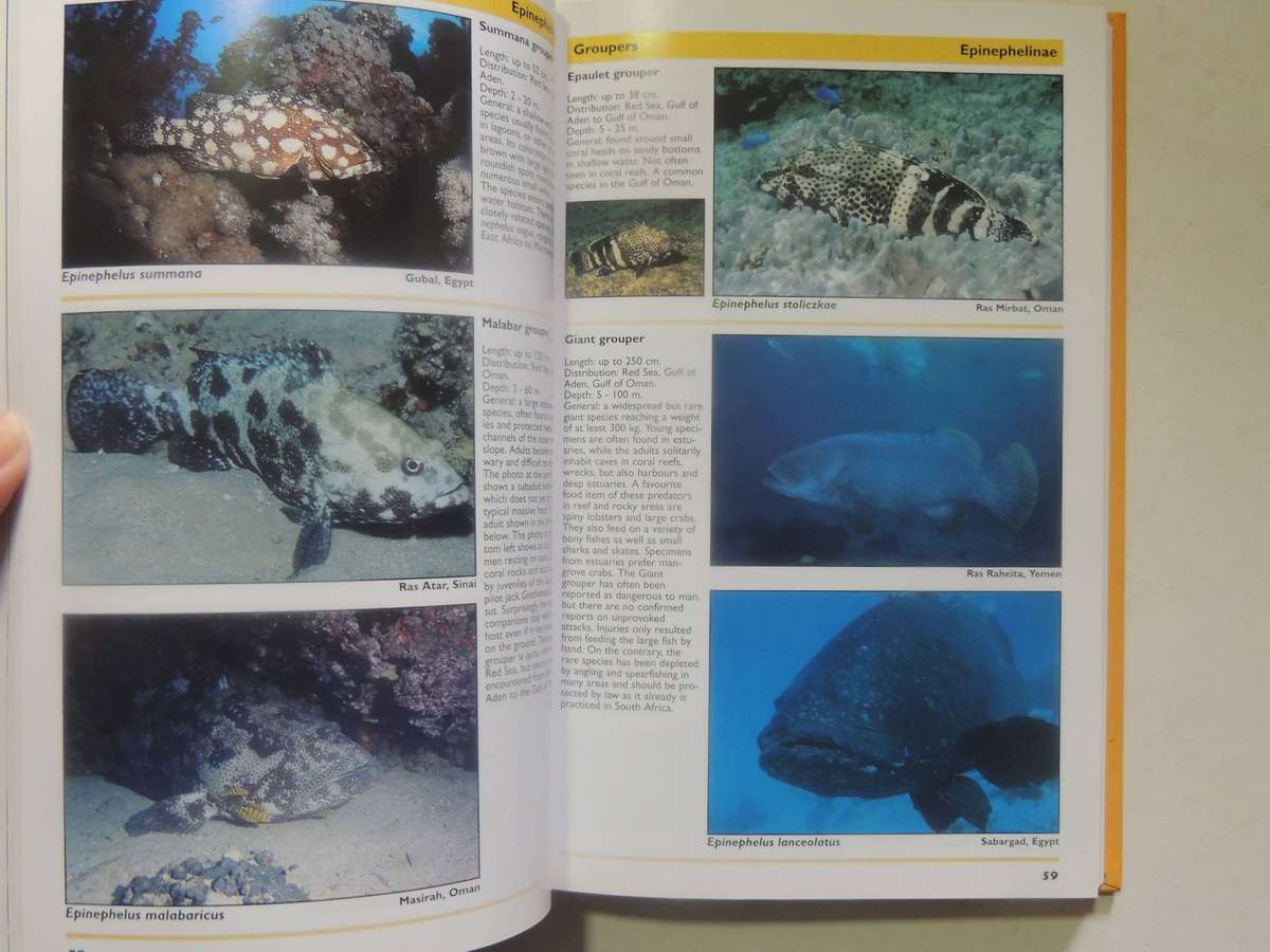 Red Sea Reef Guide (3rd Revised Edition) - Helmut Debelius