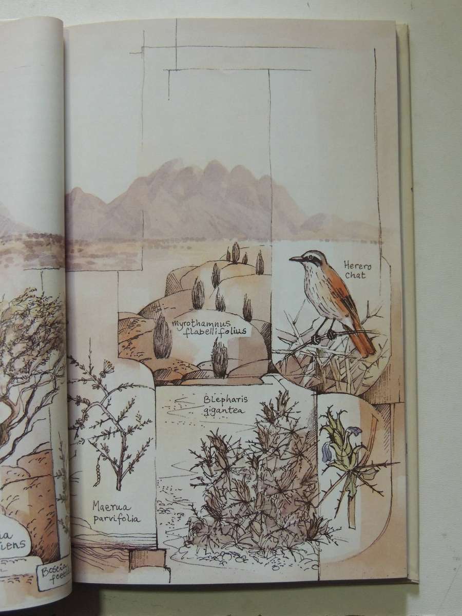 Damaraland Flora: Spitzkoppe, Brandberg, Twyfelfontein - Patricia Craven & Christine Marais