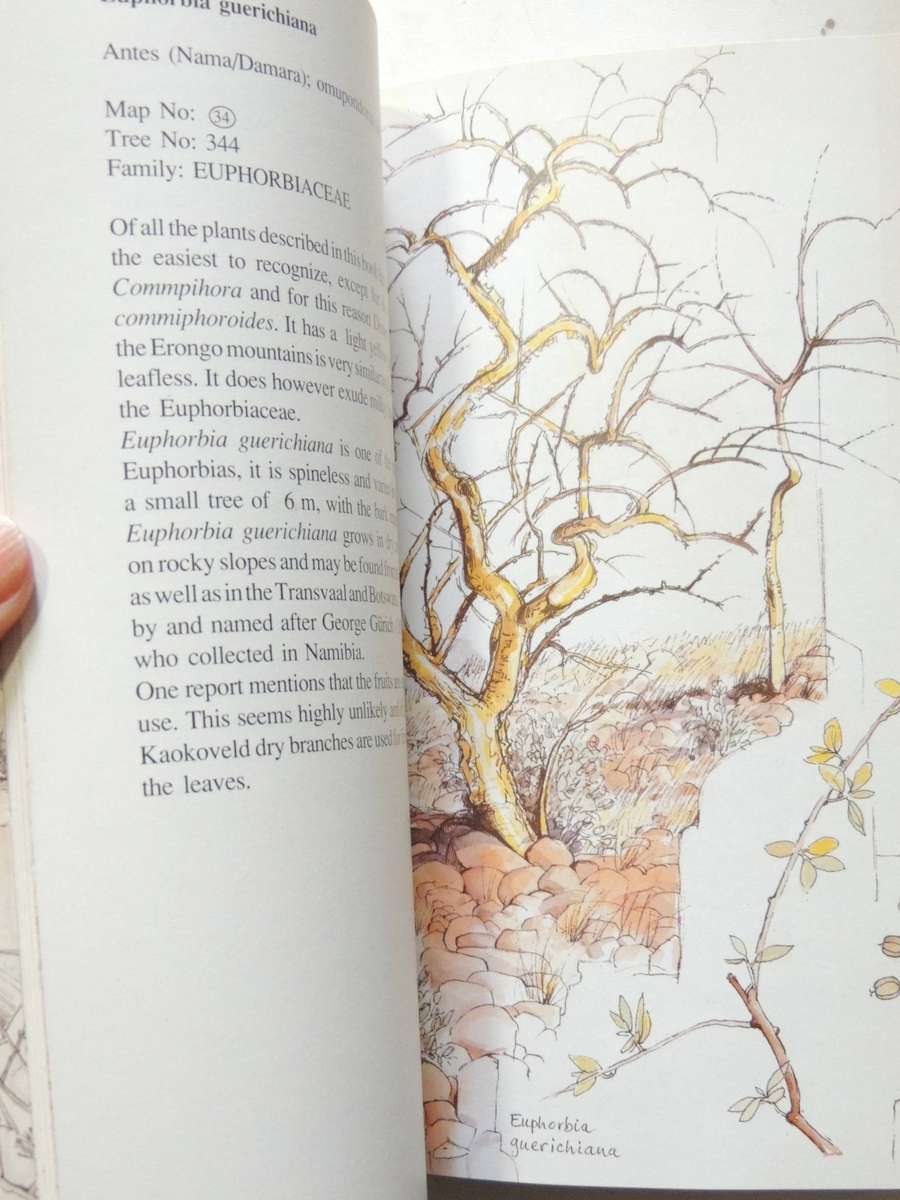 Damaraland Flora: Spitzkoppe, Brandberg, Twyfelfontein - Patricia Craven & Christine Marais