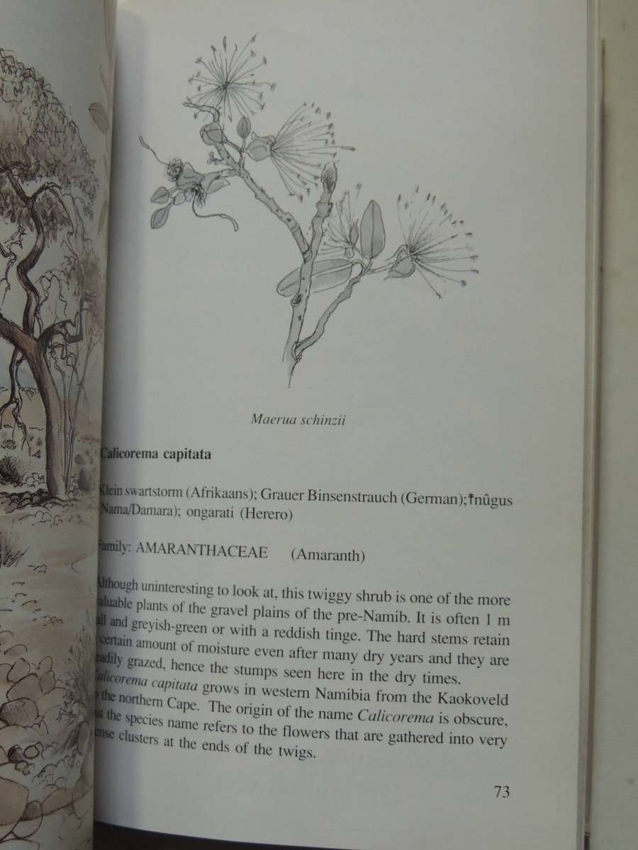 Damaraland Flora: Spitzkoppe, Brandberg, Twyfelfontein - Patricia Craven & Christine Marais