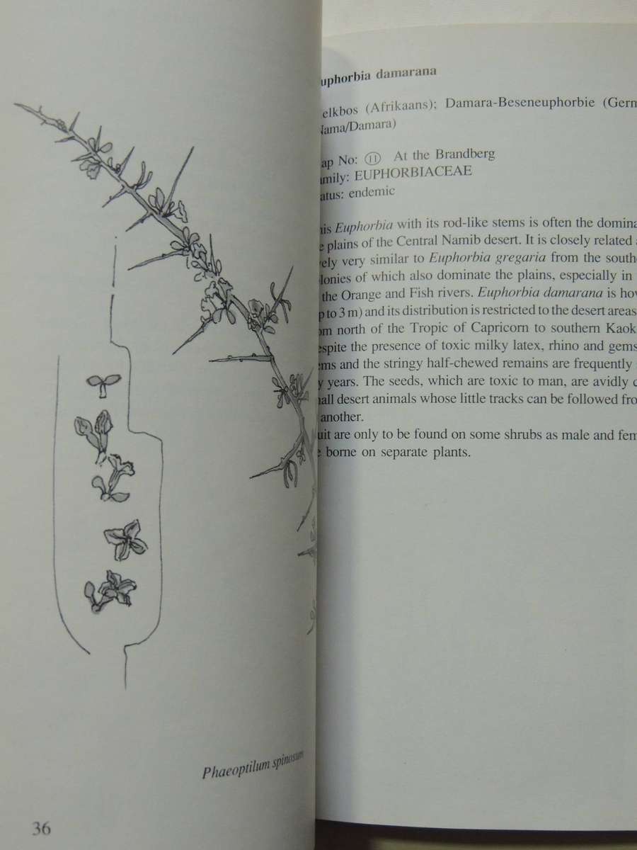 Damaraland Flora: Spitzkoppe, Brandberg, Twyfelfontein - Patricia Craven & Christine Marais