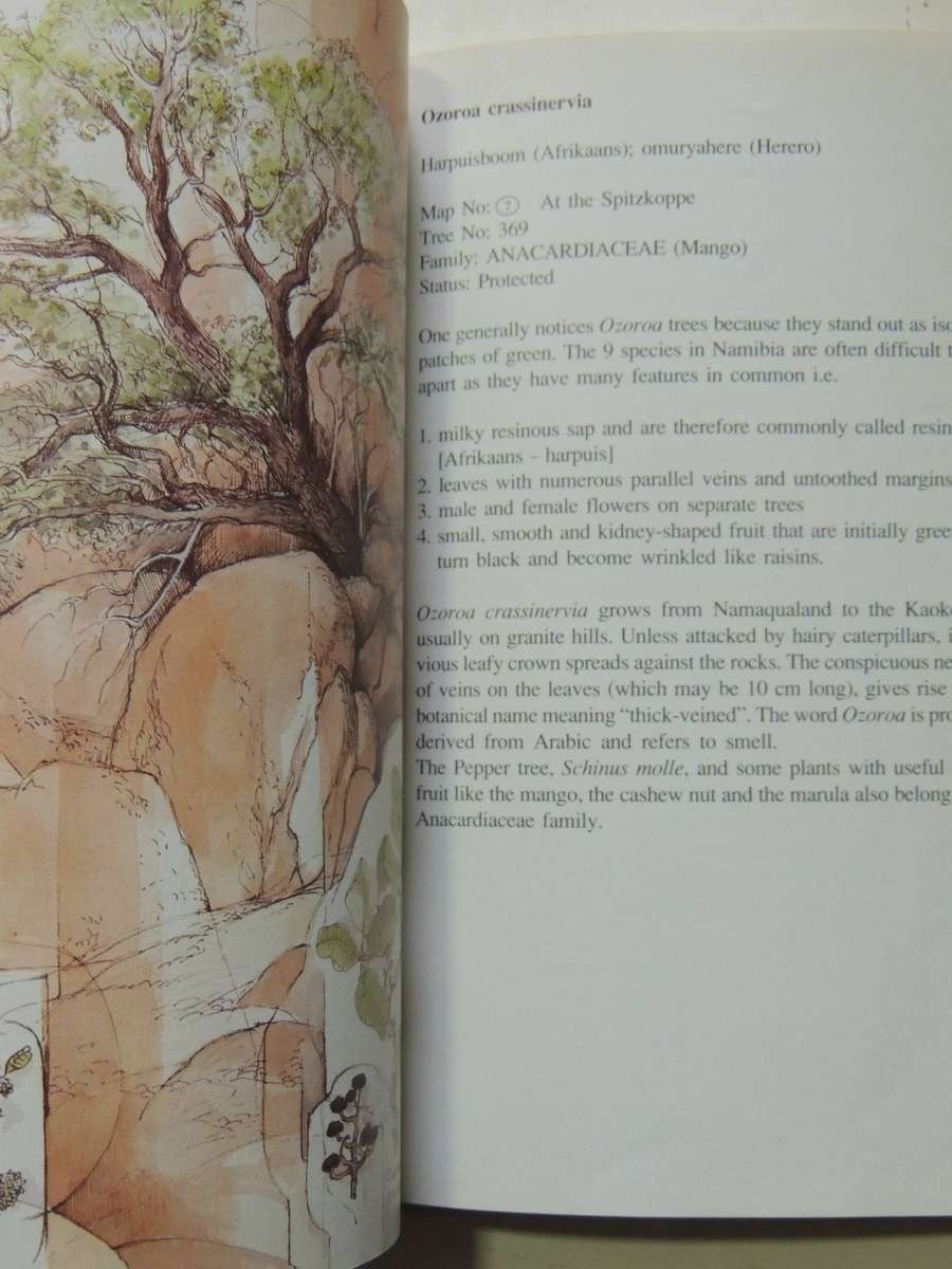 Damaraland Flora: Spitzkoppe, Brandberg, Twyfelfontein - Patricia Craven & Christine Marais