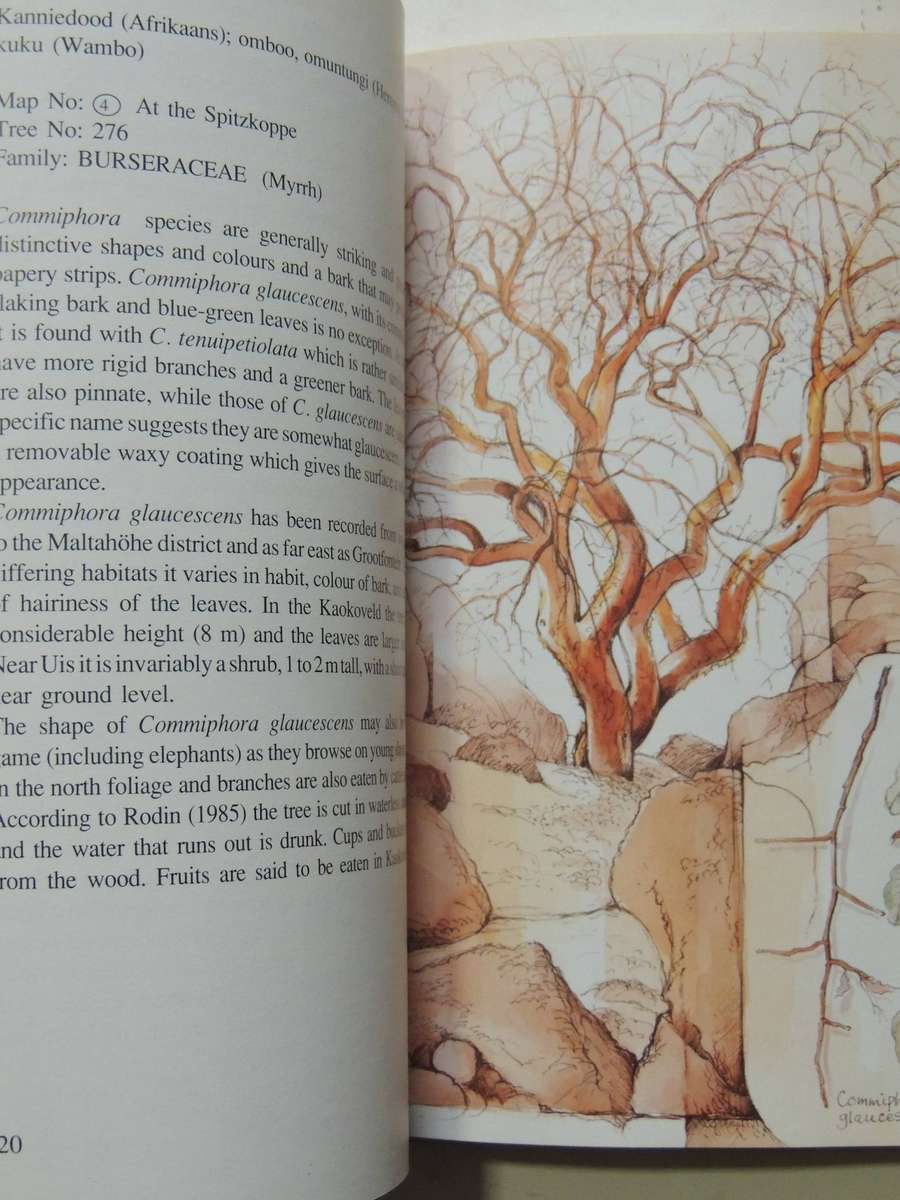 Damaraland Flora: Spitzkoppe, Brandberg, Twyfelfontein - Patricia Craven & Christine Marais