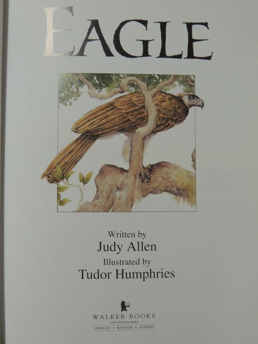 Eagle  - Judy Allen