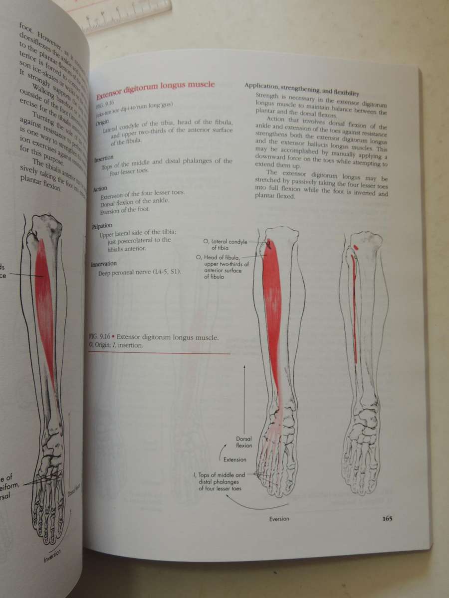 Manual Of Structural Kinesiology - R.T. Floyd & Clem W. Thompson  (Thirteenth Edition)