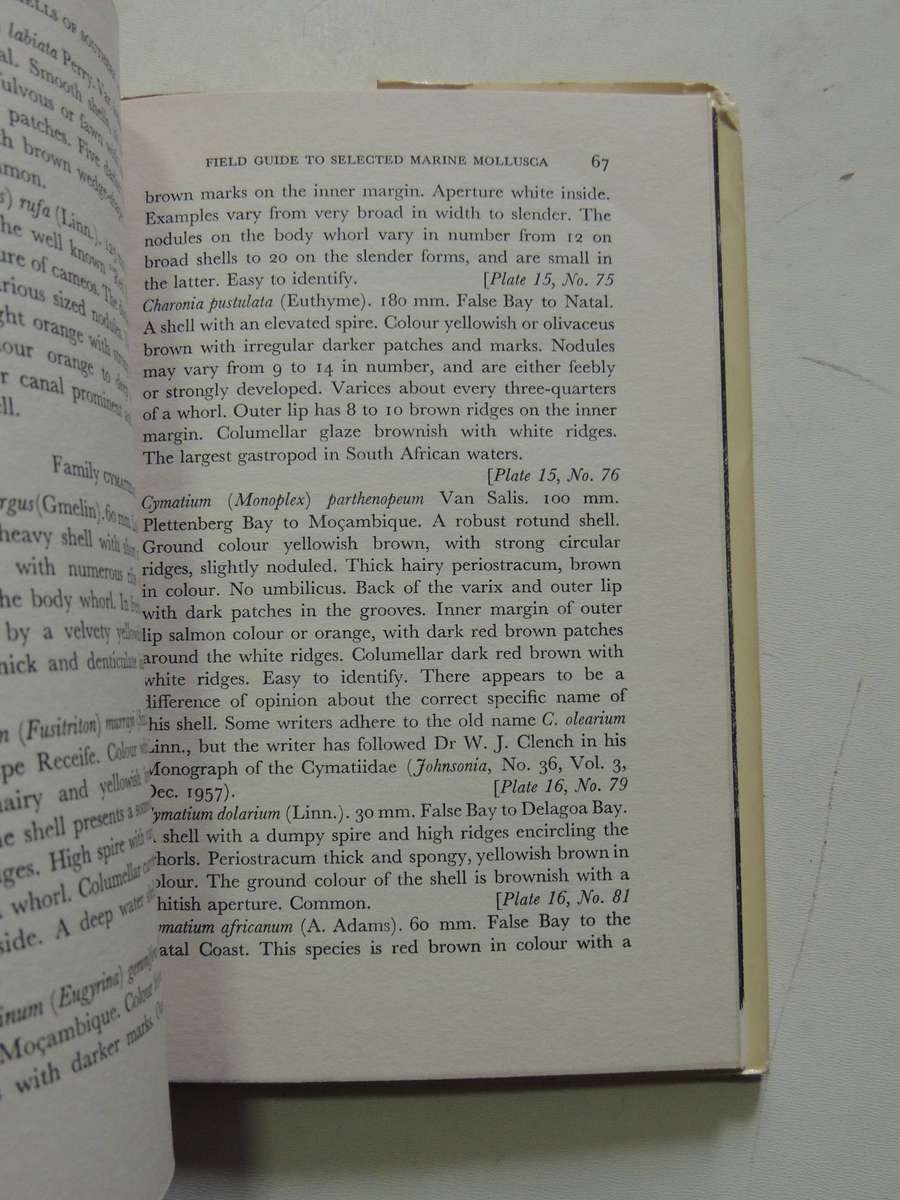 Marine Shells Of A Southern Africa - D.H. Kennelly