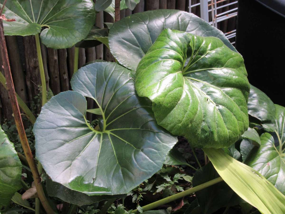 Canon SX600 HS Digital Camera 16MP *18x optical zoom* **