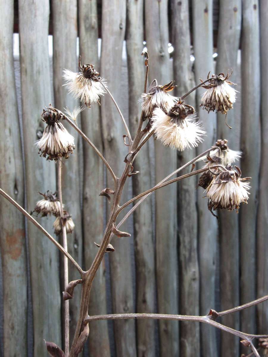 Canon SX600 HS Digital Camera 16MP *18x optical zoom* **