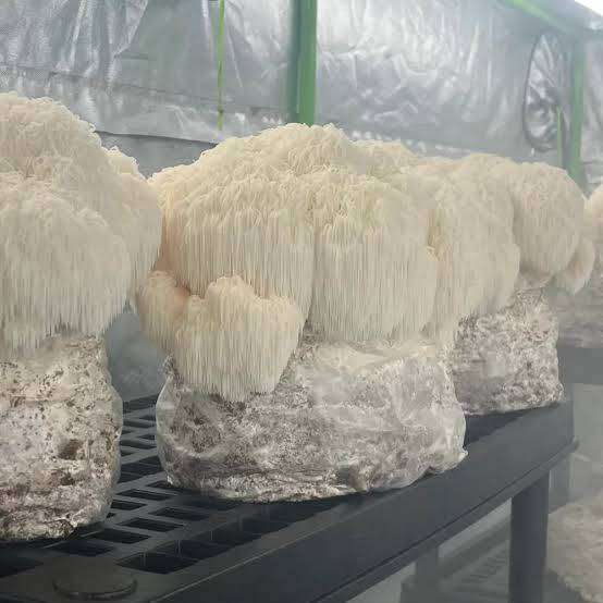 Lions Mane Mushroom kit ( 2 x LIONS MANE KITS )