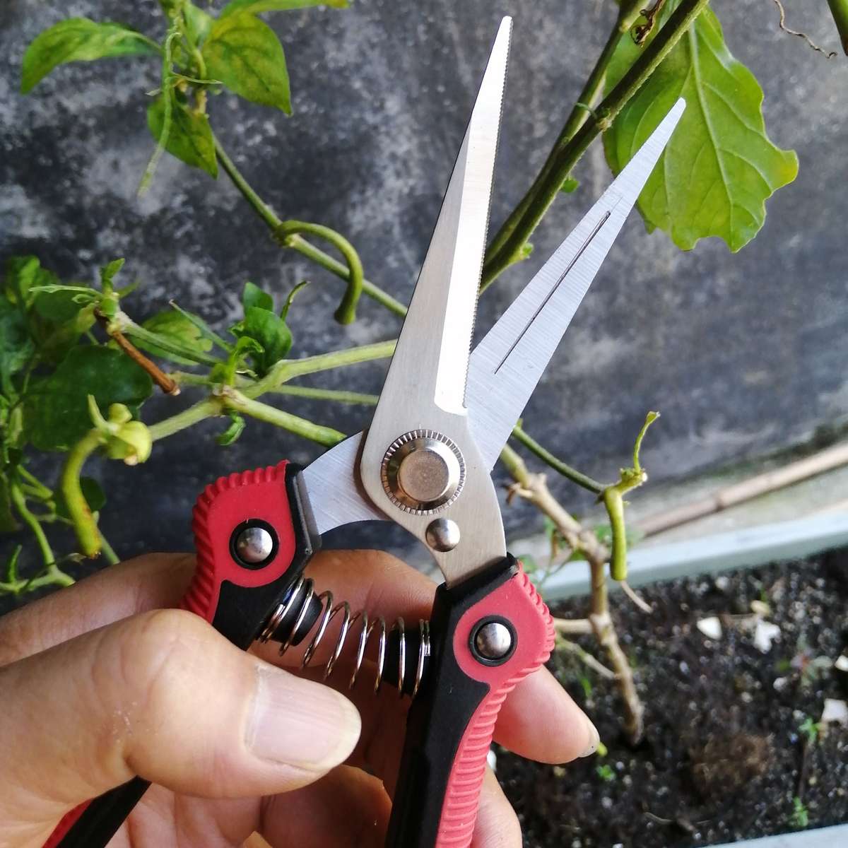 Pruning Shears