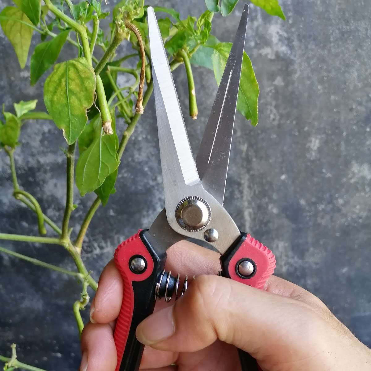 Pruning Shears