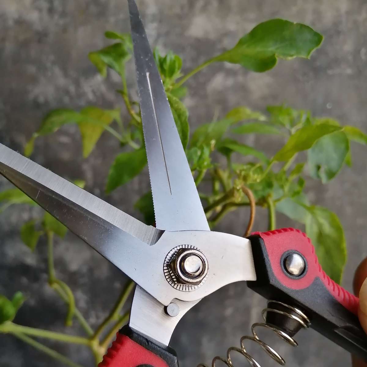 Pruning Shears