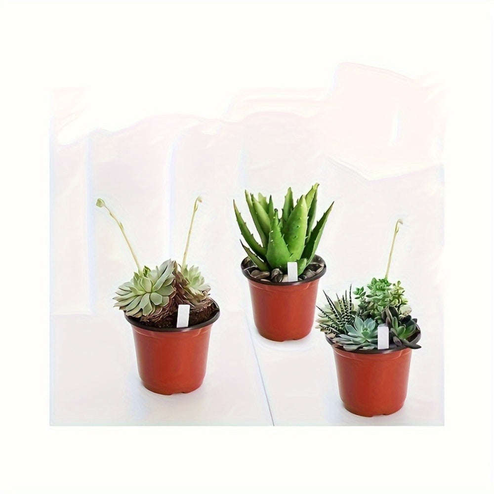 10-Pack Seedling Pots