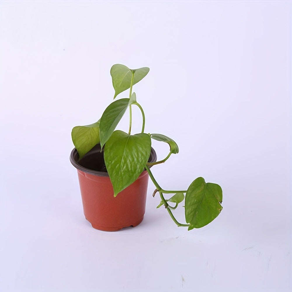 10-Pack Seedling Pots