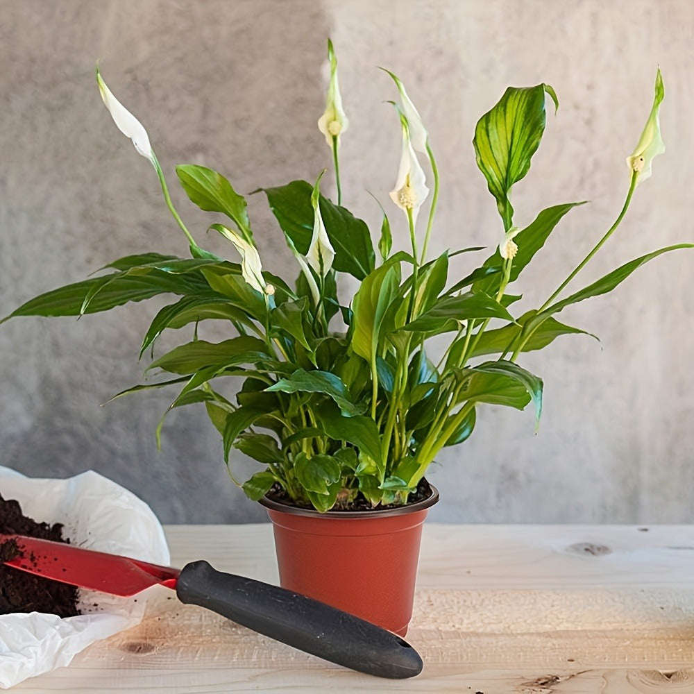 10-Pack Seedling Pots