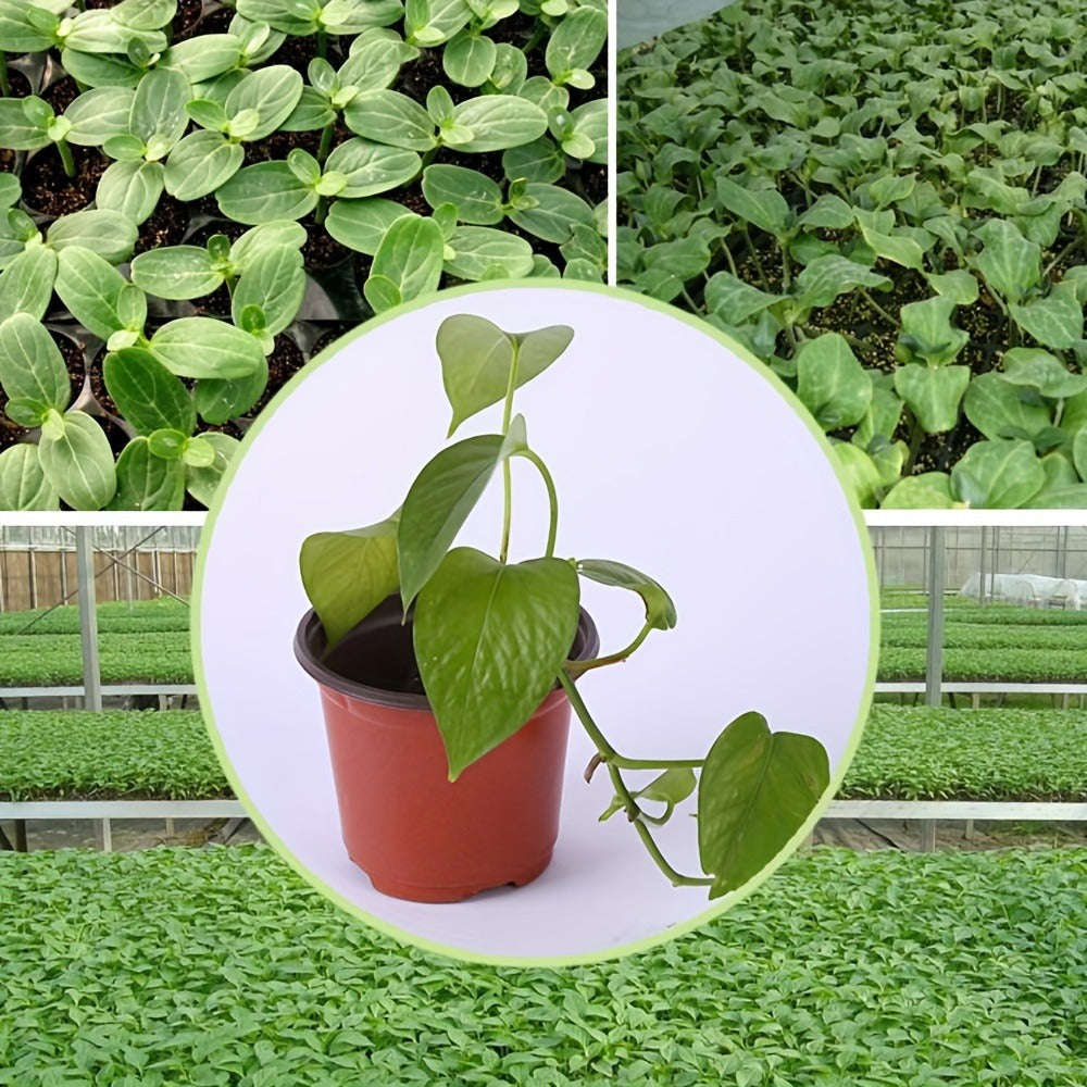 10-Pack Seedling Pots