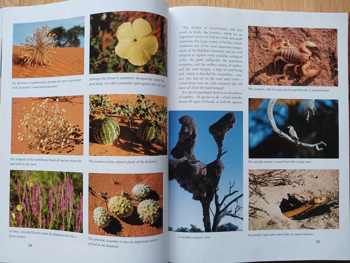 Hunters of the Dunes - The story of the Kalahari lion by Fritz Eloff
