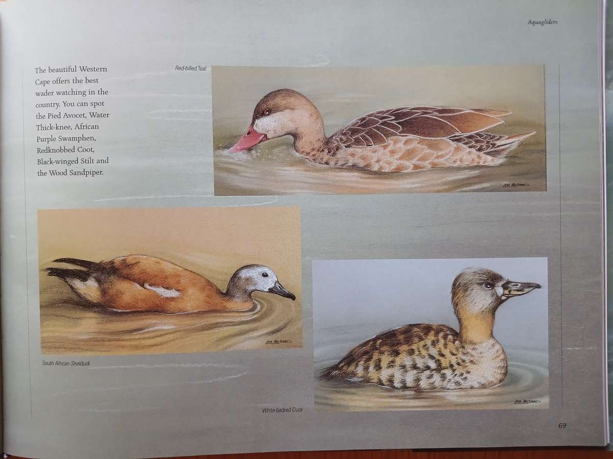 Lisa Halstead Wildlife Artist -  " Heavens of Africa"