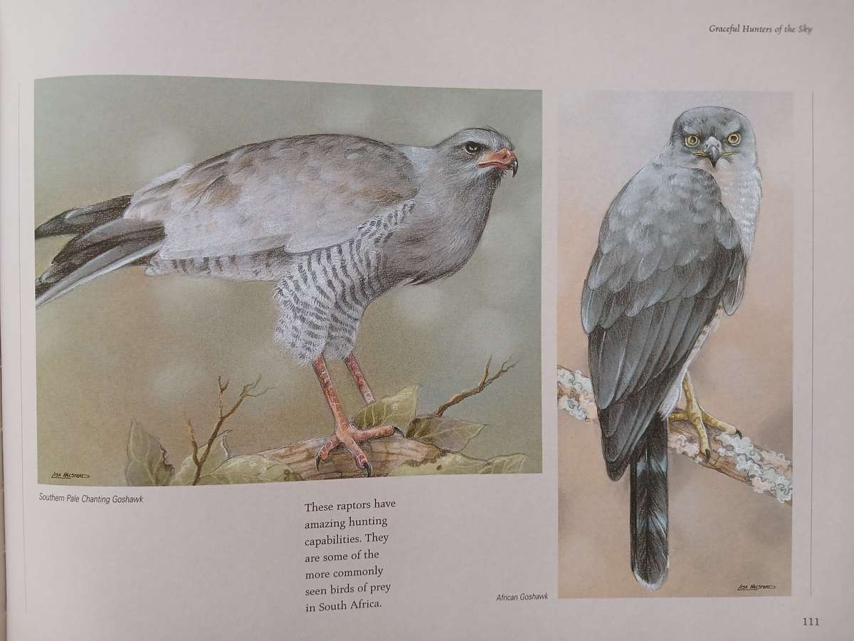 Lisa Halstead Wildlife Artist -  " Heavens of Africa"