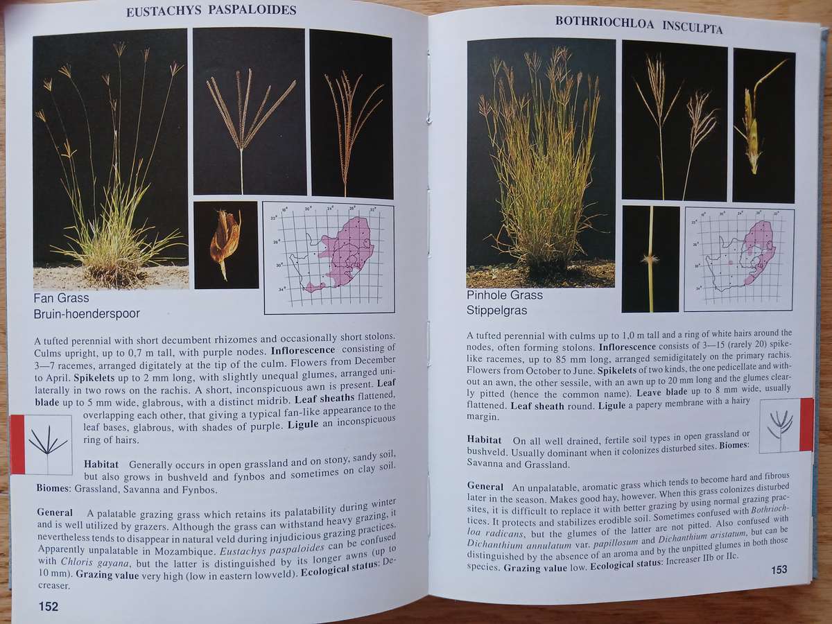Grasses of South Africa