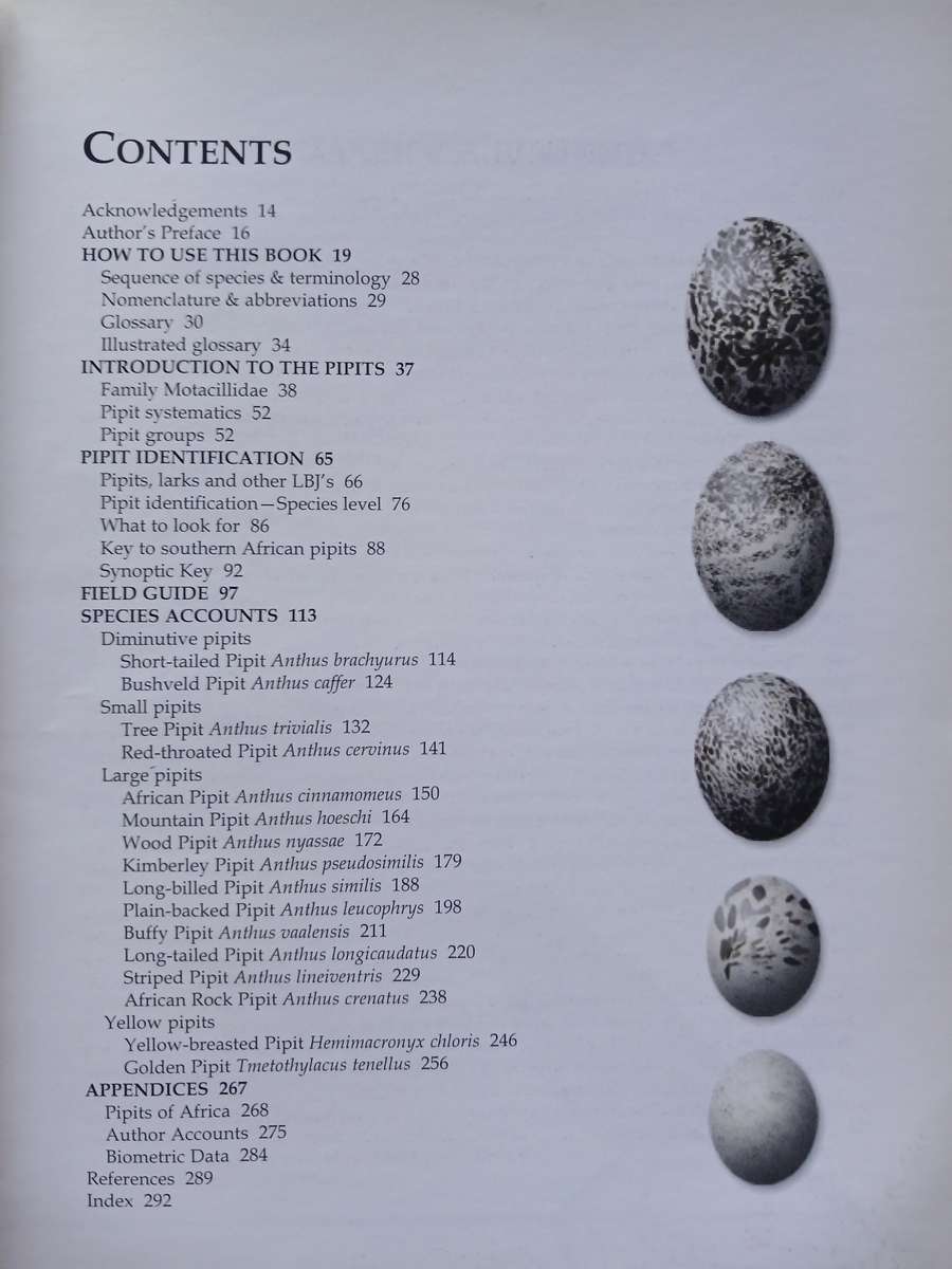 Pipits of Southern Africa - The complete guide to Africa's ultimate LBJ's