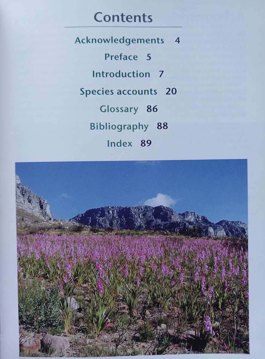 Common Wild Flowers of Table Mountain