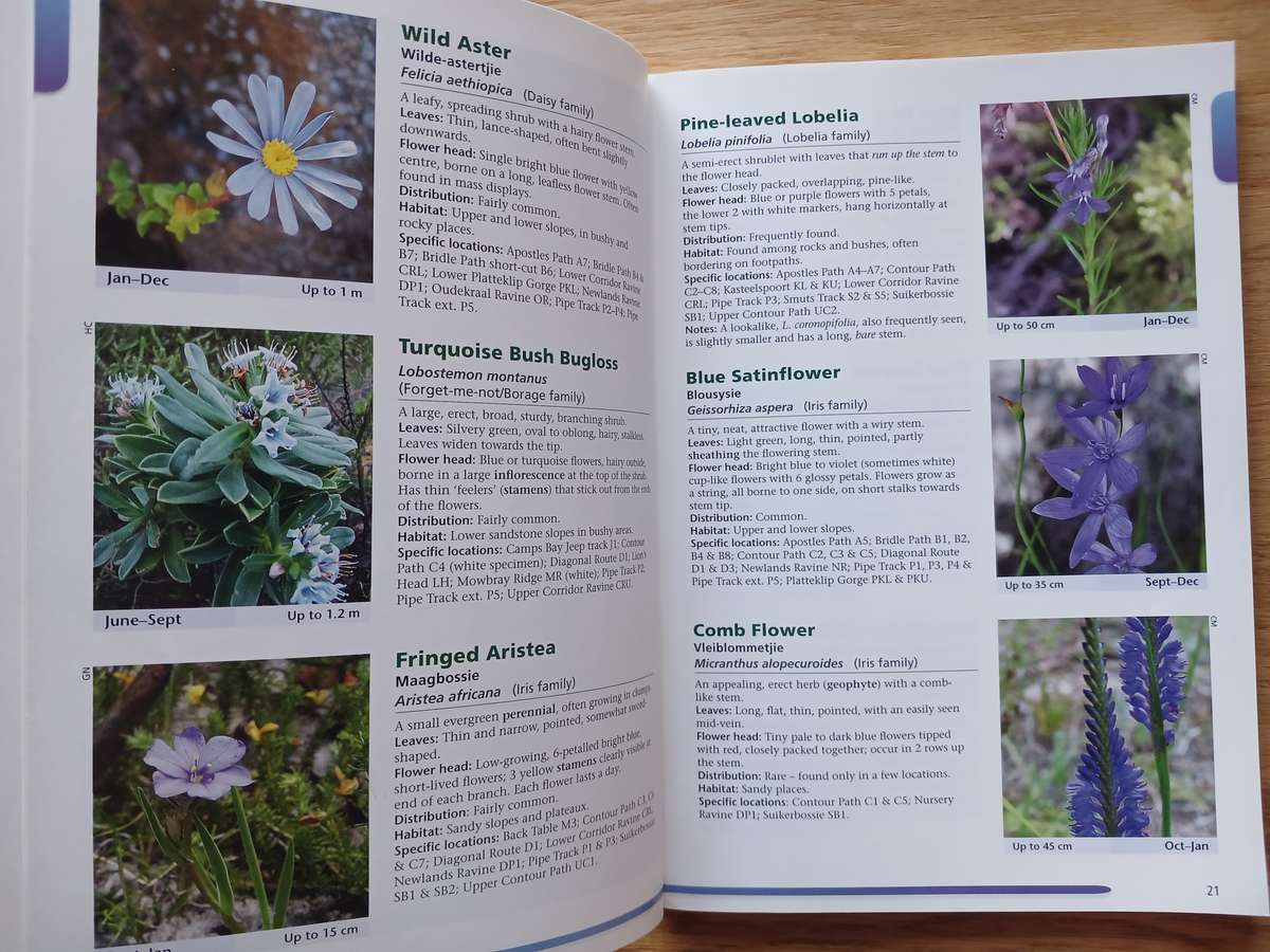 Common Wild Flowers of Table Mountain