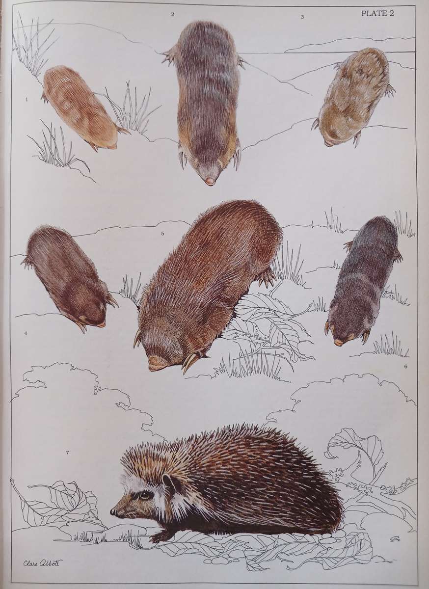 The Mammals of the Southern African Subregion by Reay H.N. Smithers