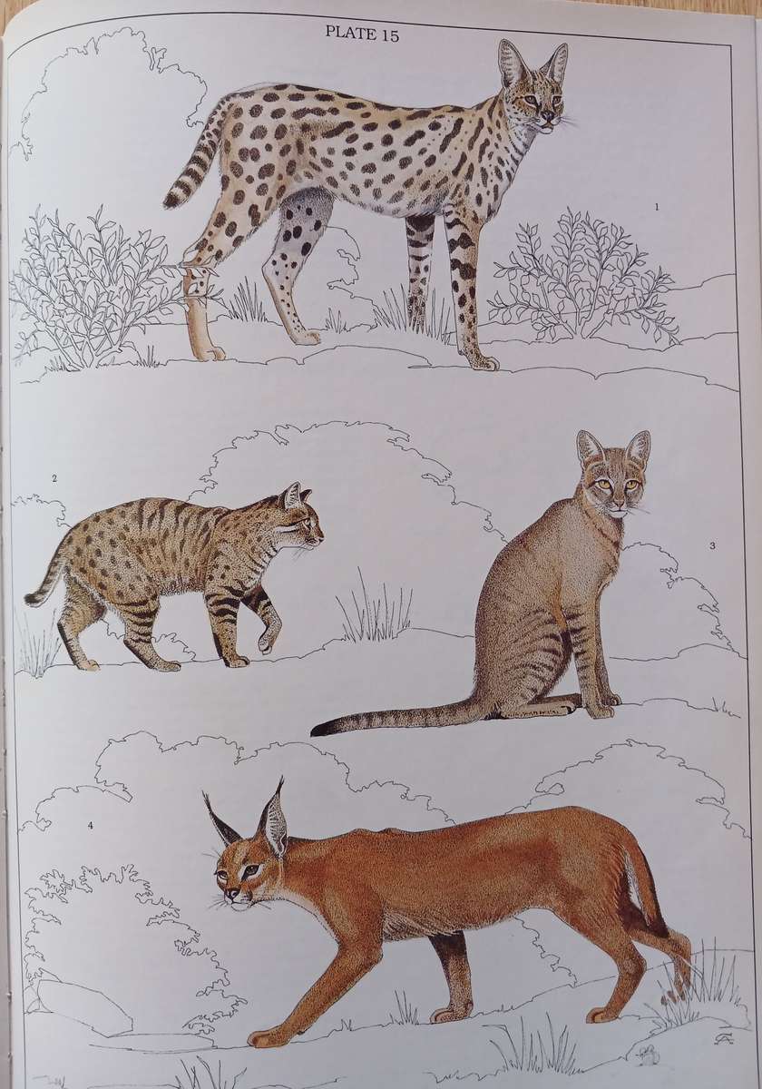 The Mammals of the Southern African Subregion by Reay H.N. Smithers