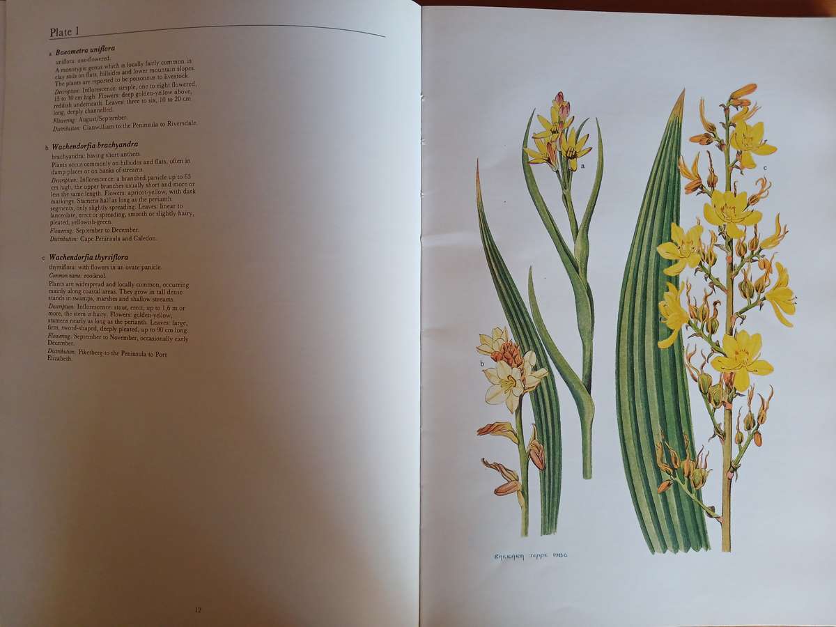 Spring and Winter Flowering Bulbs of the Cape